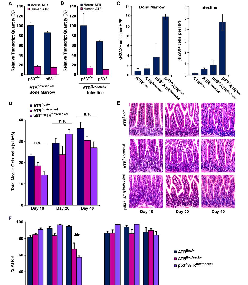 Supplemental Figure 6 Supplemental Figure 6. ATR suppression is tolerated in p53-deficient mice.