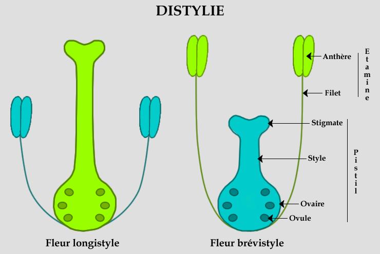 Encadré 1. Schématisation de la distylie.