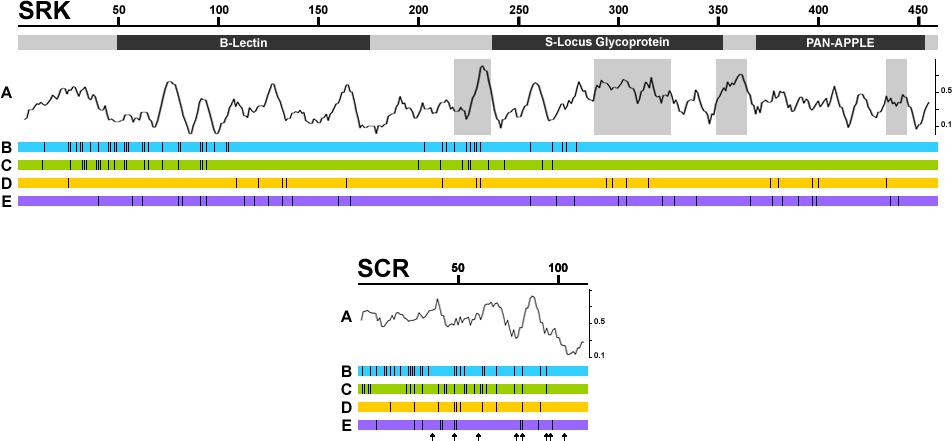 Figure 18. Récapitulatif des sites détectés dans les protéines SRK (uniquement le domaine S) et SCR par les différents types d analyses. Cette figure regroupe, pour les deux protéines analysées : A.