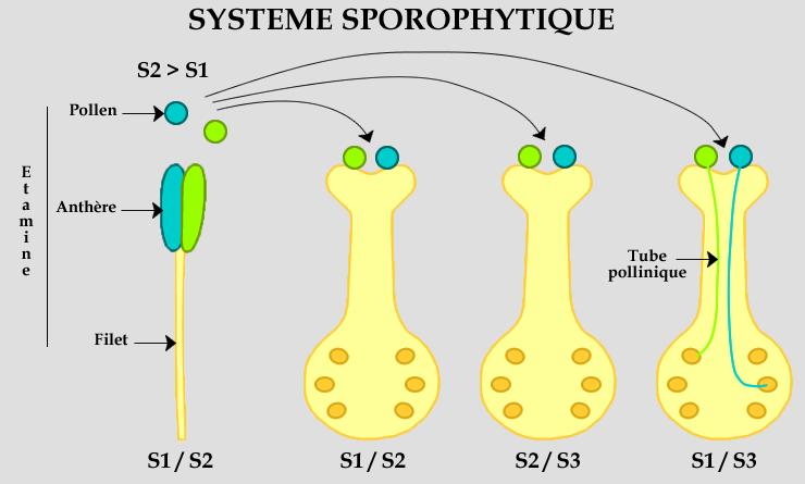 Un parent S1 / S2 produit donc des grains de pollen exprimant un phénotype S1 et des grains de pollen exprimant un phénotype S2.