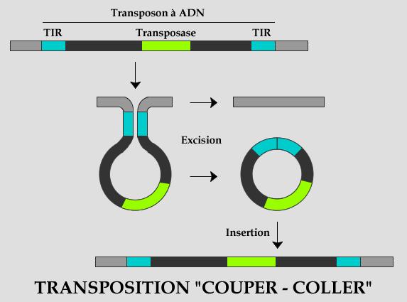 Encadré 3. Comparaison des modes de transposition des éléments transposables.