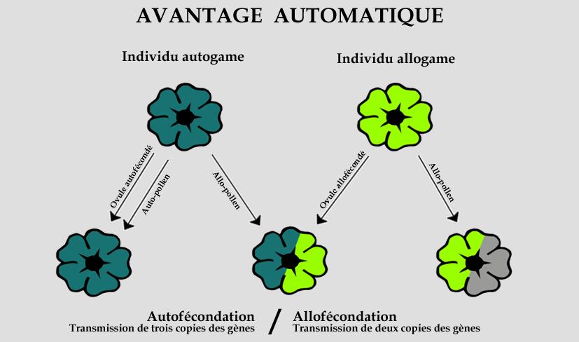 Encadré 4. Principe de l avantage automatique (FISHER 1941 ; GOODWILLIE et al.