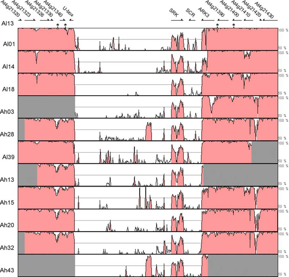 Figure 1. Sequence conservation in the S-locus region between Al13 (the reference A. lyrata genome) and each of the other haplotypes.