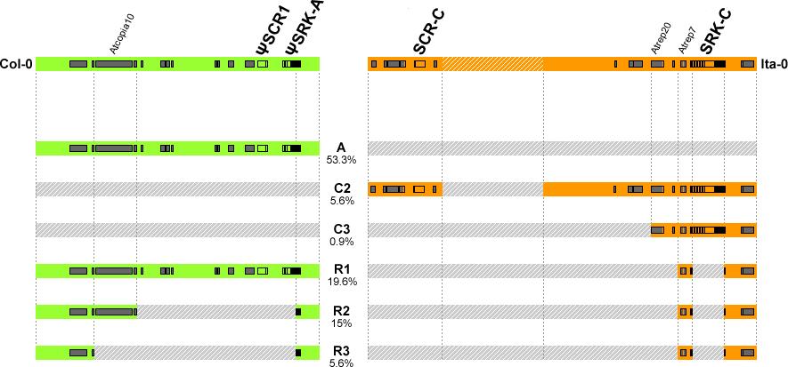 Figure 12. Annotation of the reference haplotypes Col-0 (green) and Ita-0 (orange), and fragments from these haplotypes detected in the six types of accessions.