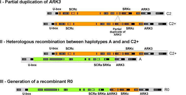 Figure 14. Generation of a recombinant haplotype from haplotypes A and C2, through a partial duplication of ARK3.