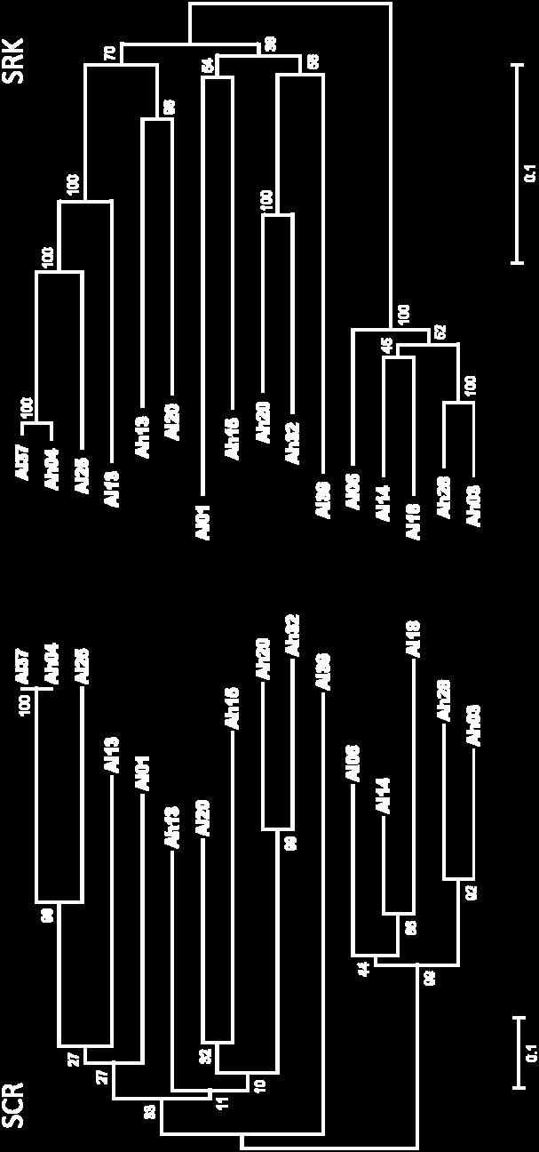 construit en utilisant la méthode «Minimum Evolution» implémentée sur MEGA (TAMURA et al. 2011).