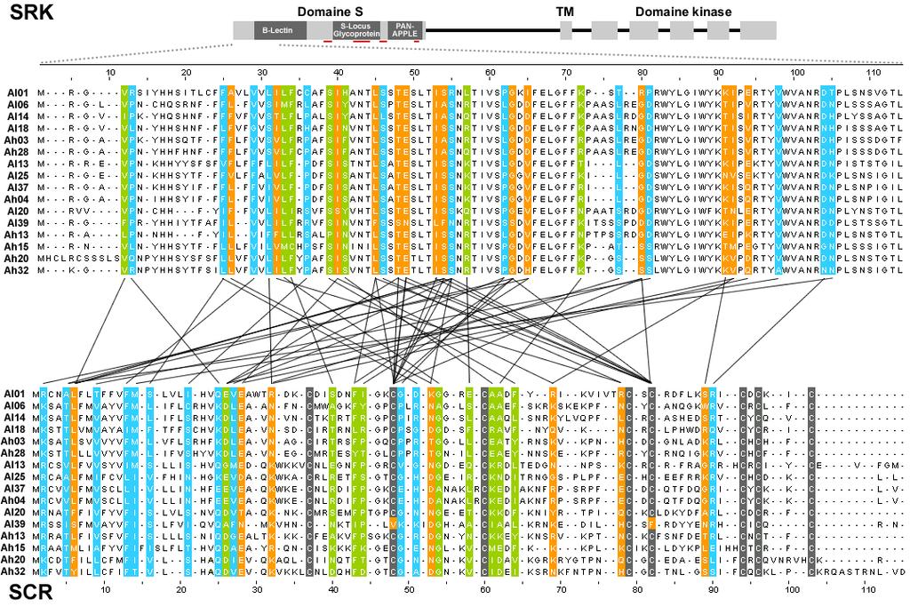 Figure 16.A. Couples de positions montrant un signal de coévolution entre les protéines SCR et SRK, dans le cadre de l analyse par paires (DUTHEIL et al. 2005).