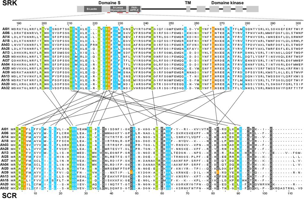 Figure 16.B. Couples de positions montrant un signal de coévolution entre les protéines SCR et SRK, dans le cadre de l analyse par paires (DUTHEIL et al. 2005).