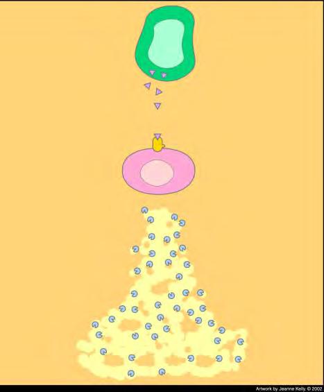 Angiogenezis gátlás Cancer cell Interferon-alpha Receptor protein Endothelial cell Matrix