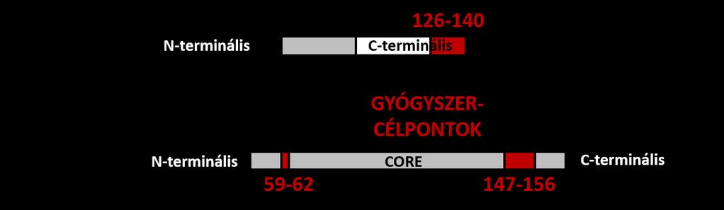 2. ábra: Az azonosított gyógyszercélpontok: a TPPP/p25 SYN komplex kontaktfelszíne.