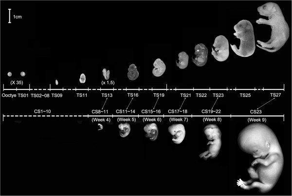 Newborn mouse: DAY19 (TS27) Morphological comparisons of mouse and human embryo development. Mouse embryonic stages (Theiler stages or TS) are based on somite number and characteristics.