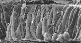 sejtek- - radiális glia * E8