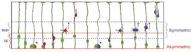 Radiális glia piális felszín Interkinetikus magvándorlás Radiális glia osztódásai: VZ-ben vertikális, szimmetrikus