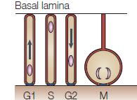 Neuroepiteliális sejt Radiális glia Neuron Asztroglia Rad glia őssejt kamrai felszin Bazális! Radiális gliává való átalakulás: a legtöbb agyterületen: E10-E12 körül Apikális!