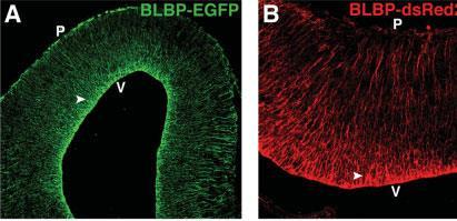 FABP7 (BLBP) Fatty acid binding protein 7 Brain lipid binding protein Radiális