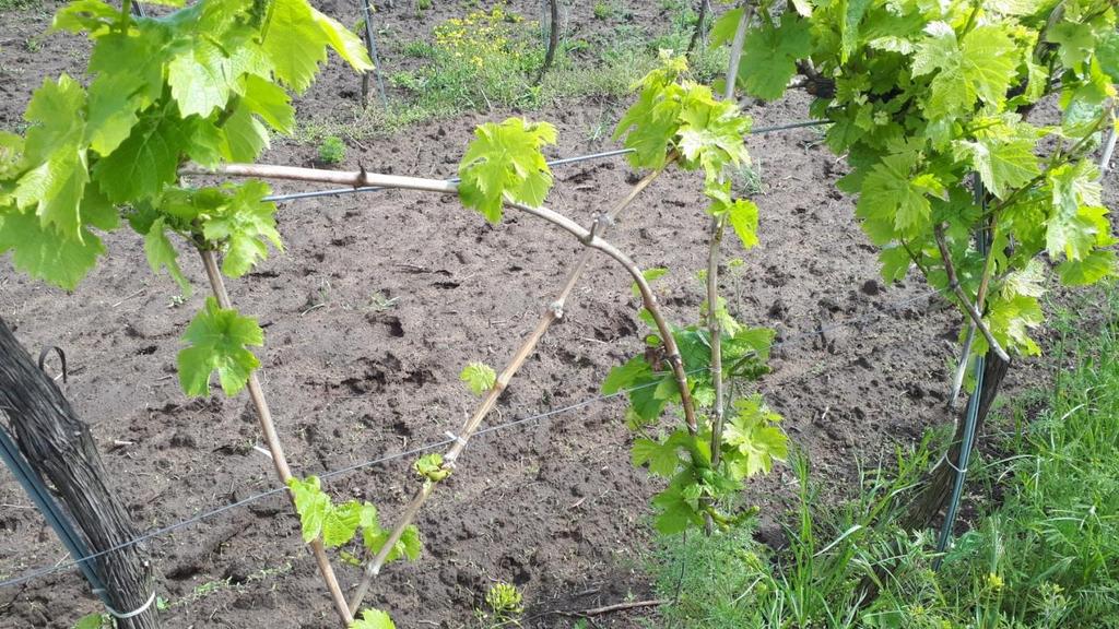 Növényvédelmi áttekintés A lisztharmat termőtestjeinek spóraszóródásához és a levél fertőződéséhez (=primer fertőzés) több tényező együttes fennállása szükséges.