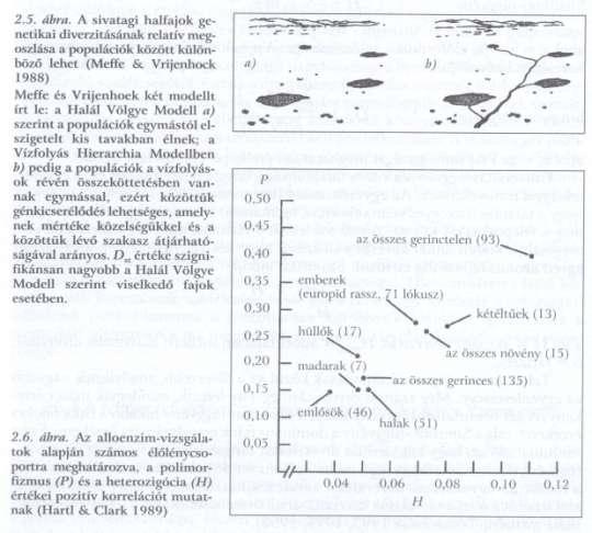 Genetikai sokféleség Genetikai diverzitás mérése Fajon belüli genetikai diverzitás (H t ) H t =H s +D st