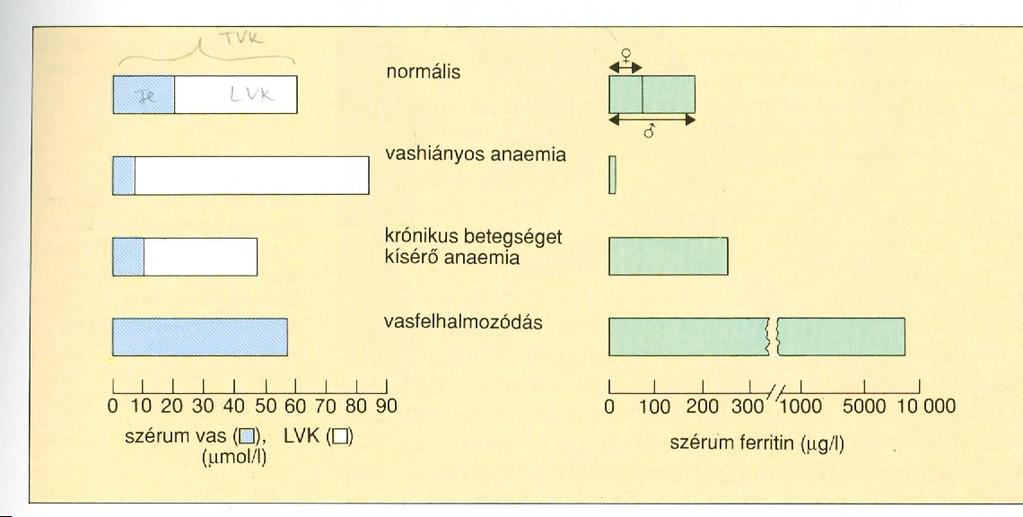 A szérum vastartalma, transzferrin