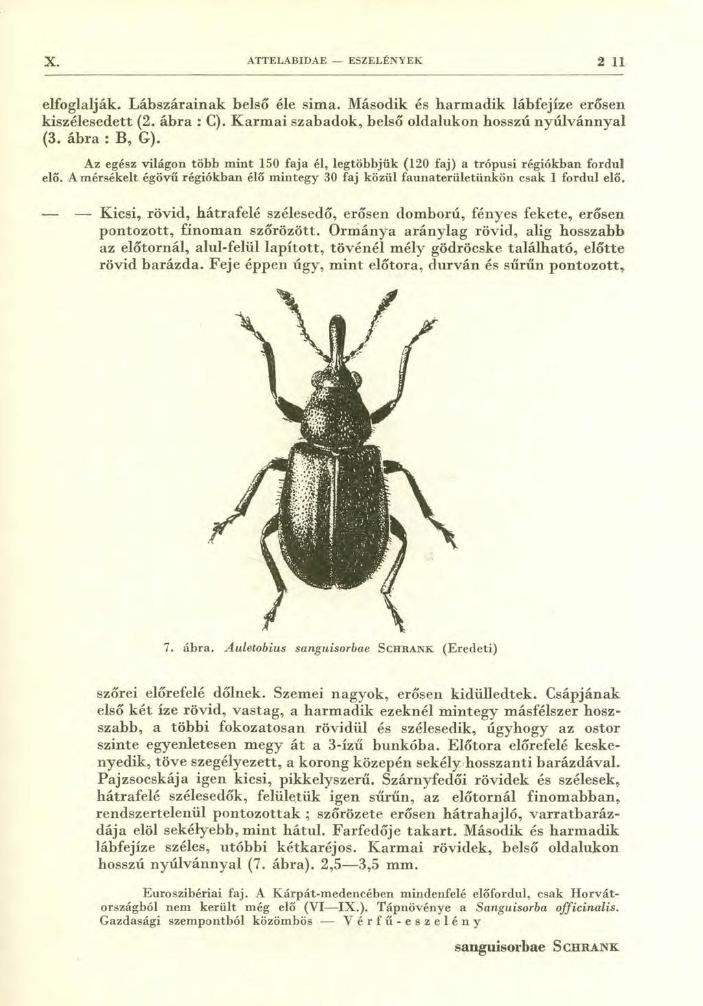 X. ATTELABIDAE - ESZELÉNYEK 2 1I. elfoglalják. Lábszárainak belső éle sima. Második és harmadik lábfejíze erősen kiszélesedett (2. ábra : C). Karmai szabadok, belső oldalukon hosszú nyúlvánnyal (3.