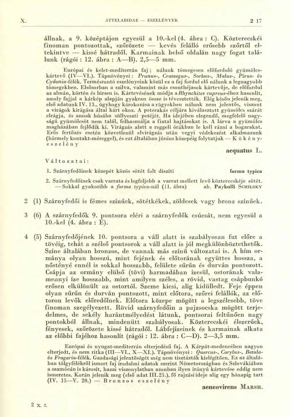 X. ATTELABIDAE - ESZELÉNYEK 2 17 állnak, a 9. középtájon egyesül a 10.-kel (4. ábra : C). Közterecskéi finoman pontozottak, szőrözete kevés felálló erősebb szőrtől eltekintve kissé hátradől.