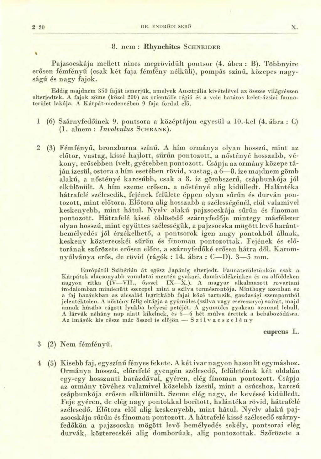 2 20 DR. ENDRŐDI SEBŰ X. 8. nem : Rhynchites SCHNEIDER Pajzsocskája mellett nincs megrövidült pontsor (4. ábra : B).