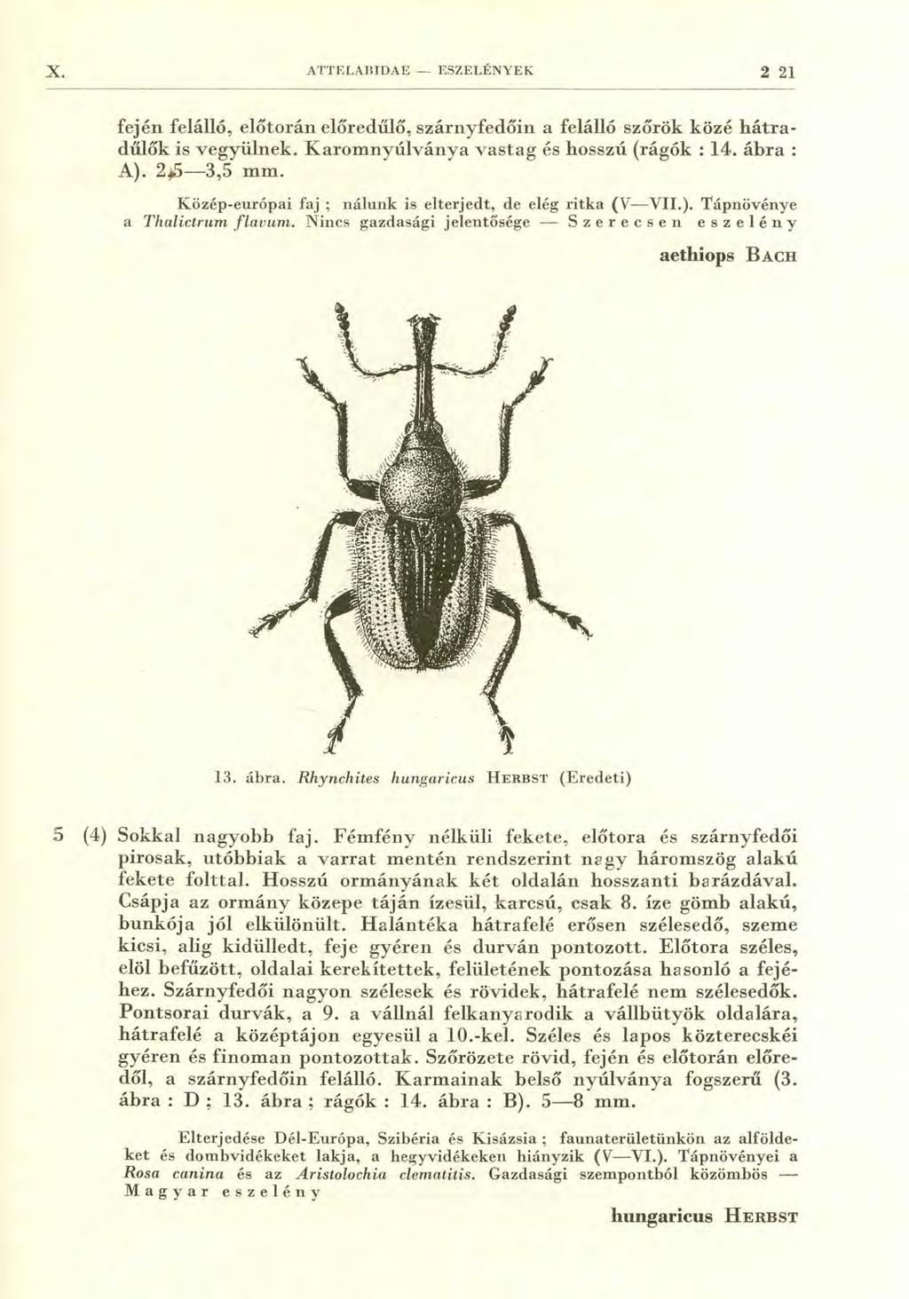 X. ATTELABIDAE ESZELÉNYEK 2 21 fején felálló, előtorán előredűlő, szárnyfedőin a felálló szőrök közé hátradűlők is vegyülnek. Karomnyúlványa vastag és hosszú (rágók : 14. ábra : A). 2,05-3,5 mm.