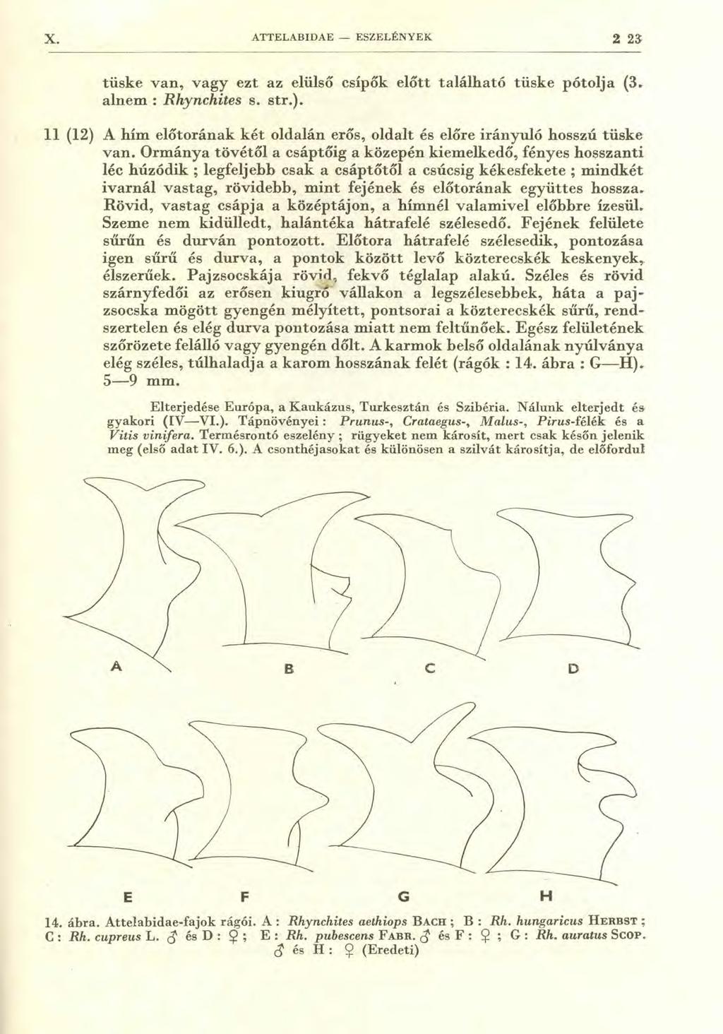 X. ATTELABIDAE - ESZELÉNYEK 2 23. tüske van, vagy ezt az elülső csípők előtt található tüske pótolja (3. alnem : Rhynchites s. str.).