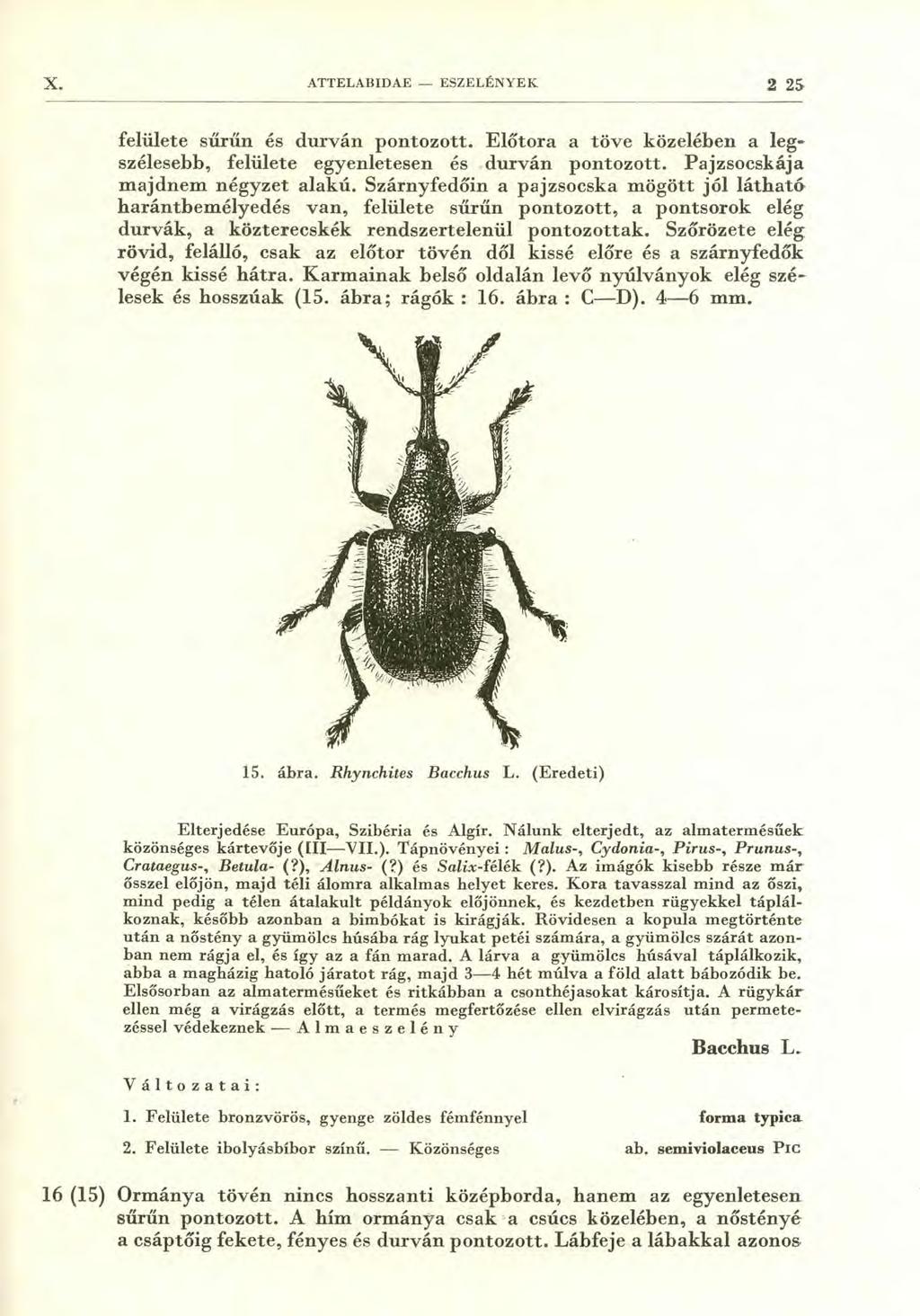 ATTELABIDAE ESZELÉNYEK 2 25. felülete sűrűn és durván pontozott. Előtora a töve közelében a legszélesebb, felülete egyenletesen és durván pontozott. Pajzsocskája majdnem négyzet alakú.