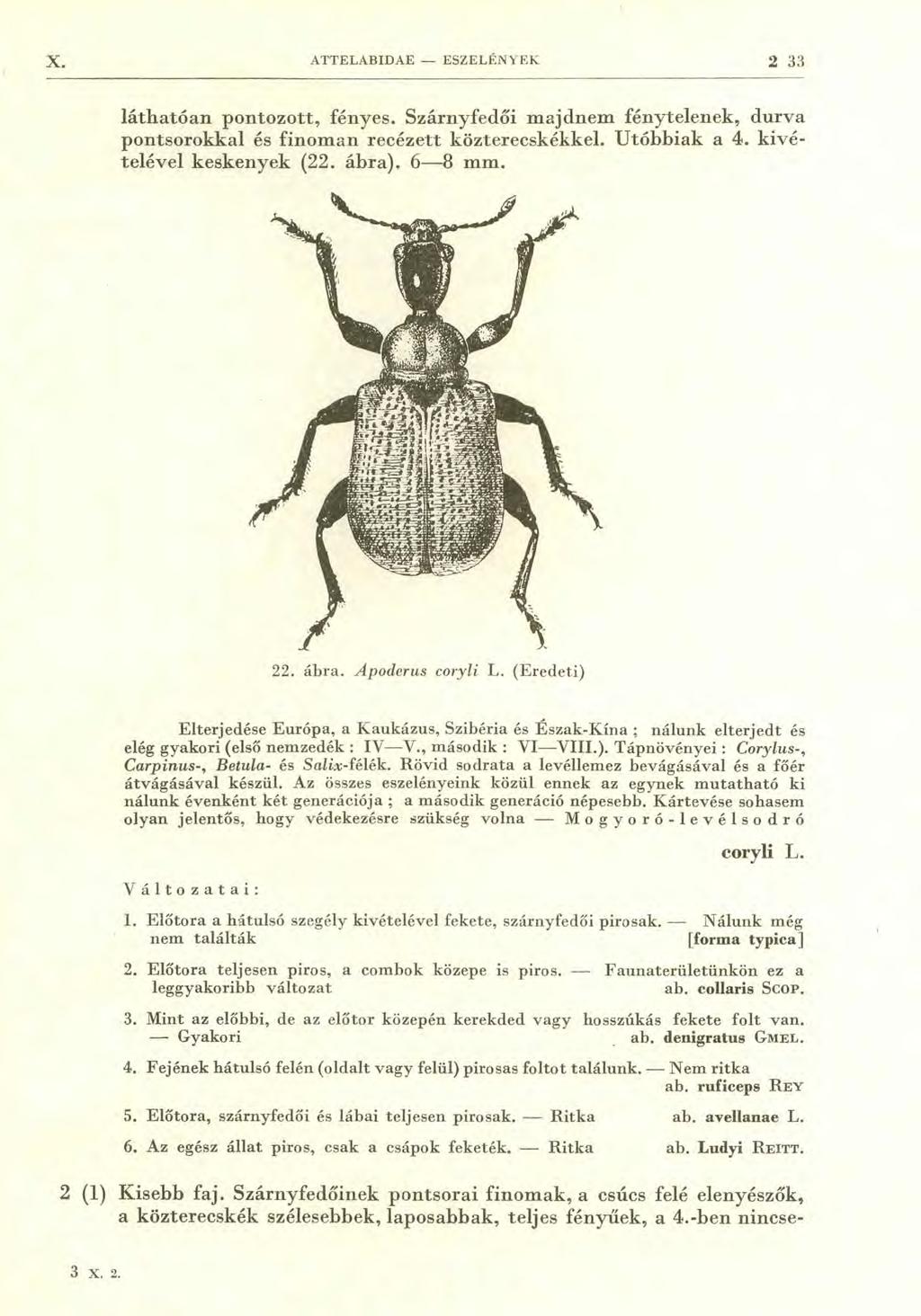 X. ATTELABIDAE ESZELÉNYEK 2 33 láthatóan pontozott, fényes. Szárnyfedői majdnem fénytelenek, durva pontsorokkal és finoman recézett közterecskékkel. Utóbbiak a 4. kivételével keskenyek (22. ábra).