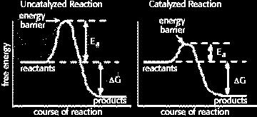 Az sejt gépei az enzimek papír + O 2 füst + hamu + hő + CO 2 + H 2 O A kémiai reakciók mindig a szabadenergia csökkenés irányába mennek végbe.