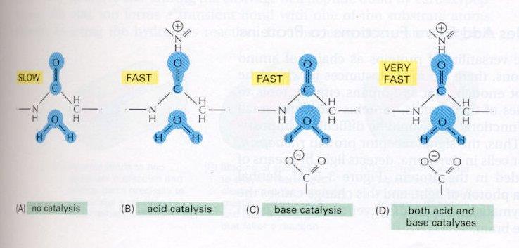 megkötéséből eredő kötési energia hozzájárul a közvetlen katalízishez Az enzimek jóval