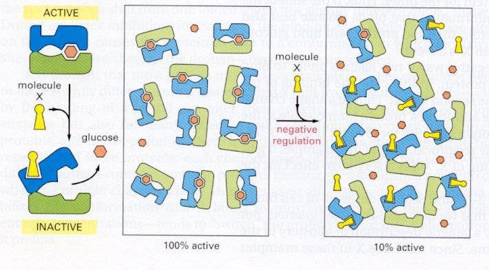 Kölcsönös ligandhatások A kötőhelyek kötöttsége negatívan befolyásolja a kötődést, ha a két különböző molekula a különböző konformációjú fehérjéhez szeret