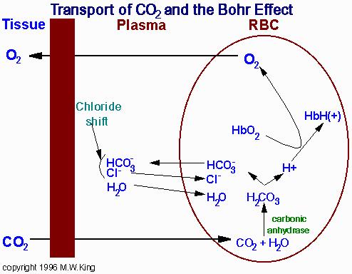 A Bohr-effektus A hemoglobin CO 2 -t és H + -t is szállít.