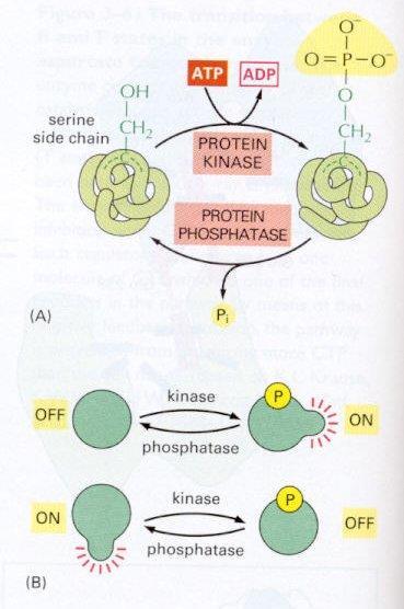Protein kinázok A foszfát csoport felvitelét