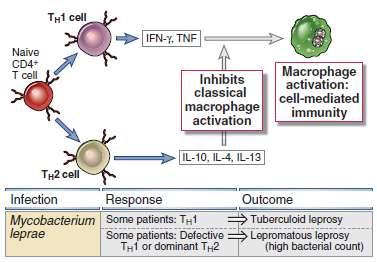 A T sejtek és citokinek szerepe a fertőzés kimenetelének