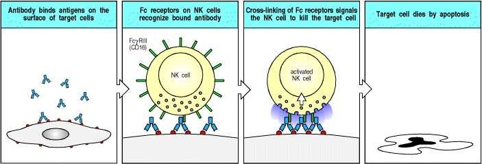Ellenanyag-függő sejtes citotoxicitás