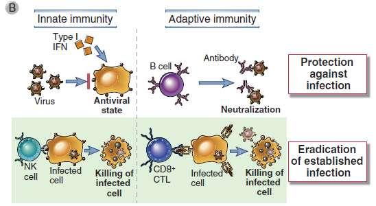 A vírusok elleni természetes és adaptív immunválaszok