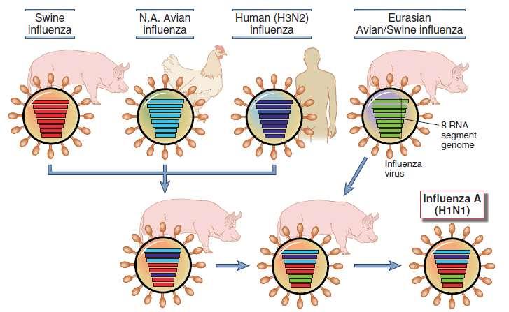 Új influenza törzsek keletkezése genetikai rekombinációval