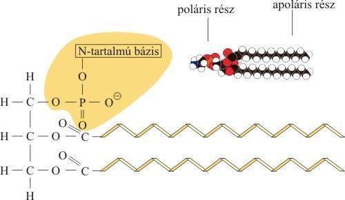 Energiatárolás Hő és mechanikai védelem Apoláris vitaminok oldószere Foszfatidok: Glicerinhez 2 zsírsav és egy foszforsav