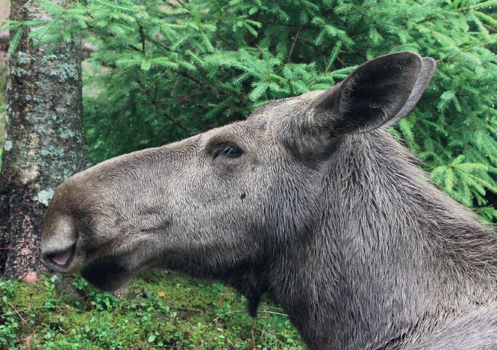 Fotó: Kovács Zsolt A jávorszarvasparkokba gépkocsival lehet behajtani, az ablakot nem kell felhúzni, ugyanis az igazi élmény az, amikor az óriás bedugja az orrát az autóba, némi csemege reményében.