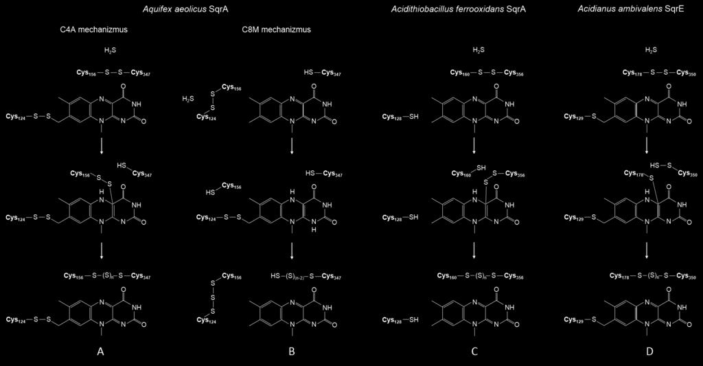 7. ábra: Az Sqr enzimek katalitikus működésének modelljei és a FAD kofaktor