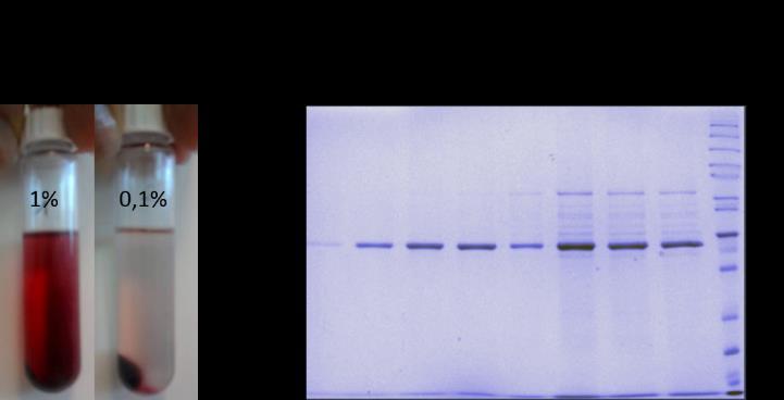 a következőkben az SqrD és SqrF fehérjék homológ gazdában, T. roseopersicina-ban való expresszióját tűztem ki célul.