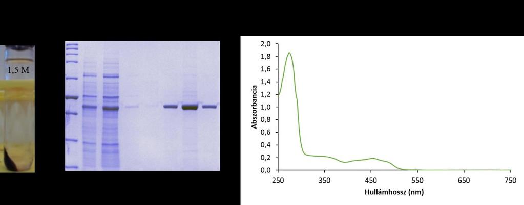 19. ábra: 1,5 M NaBr-al kezelt UC-felülúszóból (A) készült tisztítási frakciók SDS-PAGE képe (B), tisztított SqrF fehérje abszorbancia spektruma (C) Azonban a kifejlesztett metódus ismétlései közben