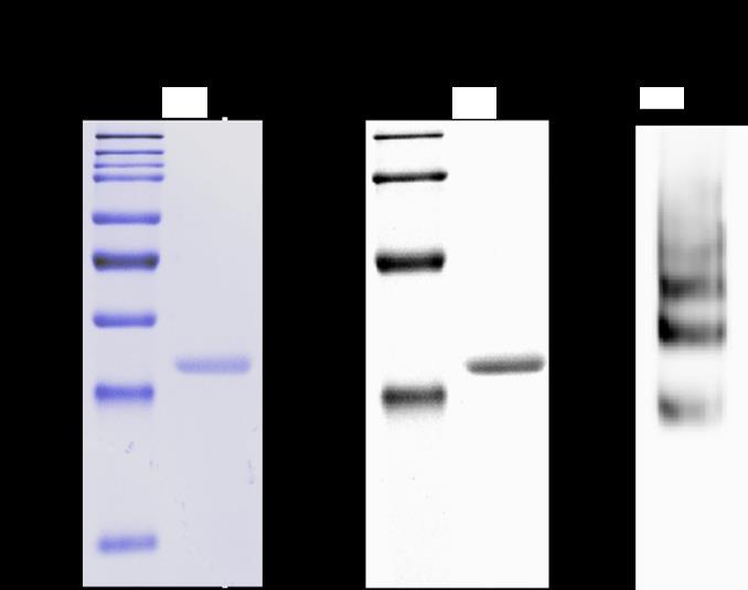 Követve a fenti tisztítási lépéseket a tisztított fehérje minta biokémiai, spektroszkópiai vizsgálatokra alkalmas. 5.5. A tisztított SqrF fehérje jellemzése, tulajdonságai 5.5.1.