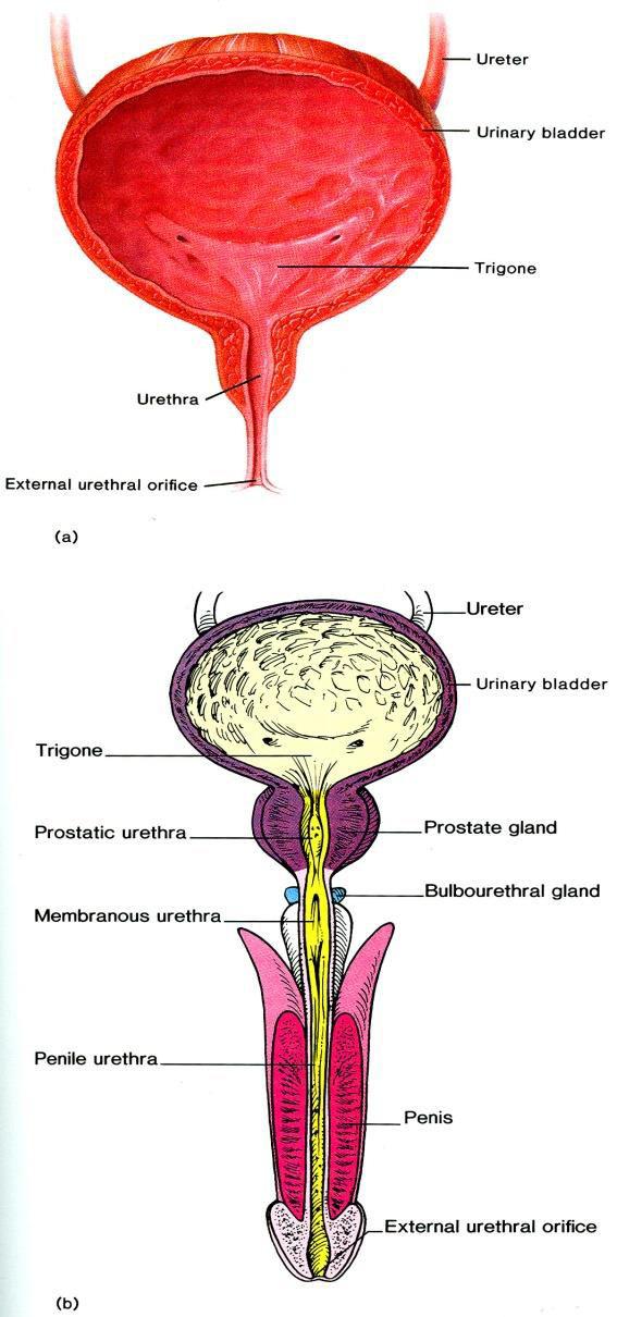 Húgyhólyag A húgyhólyag (vesica urinaria) kismedence elülső részében, szeméremcsont mögött, hashártya alatt helyezkedik el kb.