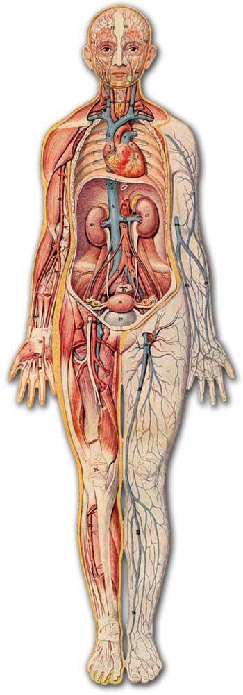 Vese ren / nephros Hasüreg felső-hátsó részében, a hashártya mögött, hasfalhoz rögzítetten, a gerinc két oldalán helyezkedik el Páros szerv