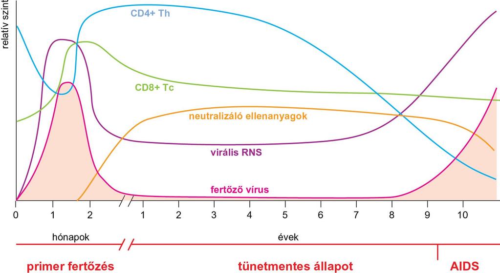 21.8. ábra A HIV-fertőzés szakaszai és