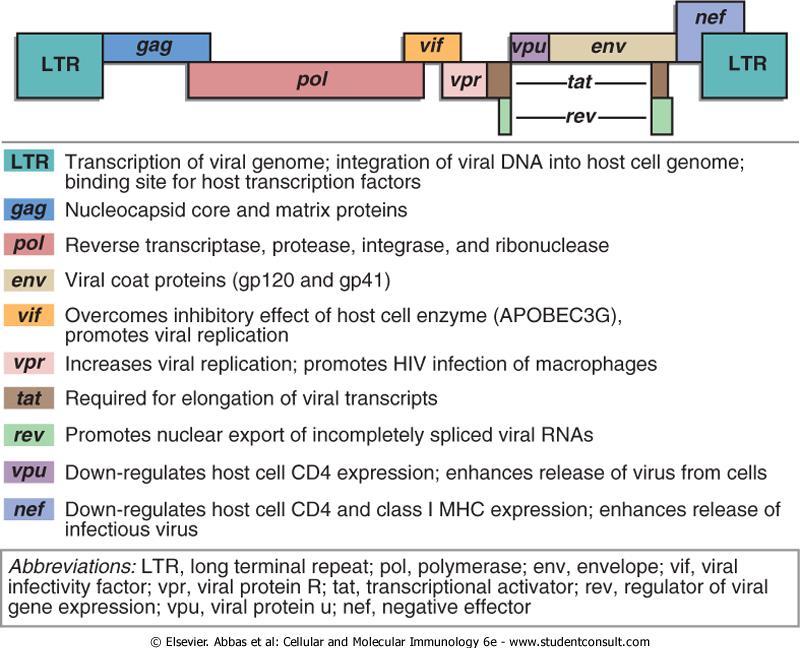 A HIV megjelenése és típusai HIV-1 csoportok: M, N, O, P, közülük M terjedt el leginkább.