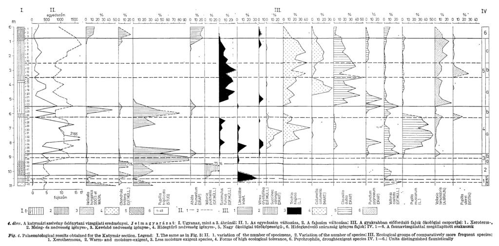 4. ábra. A katymári szelvény őslénytani vizsgálati eredményei. J e l m a g y a r á z a t : I. Ugyanaz, mint a 3. ábránál; II. 1. A z egyedszám változása, 2. A fajszám változása,* III.