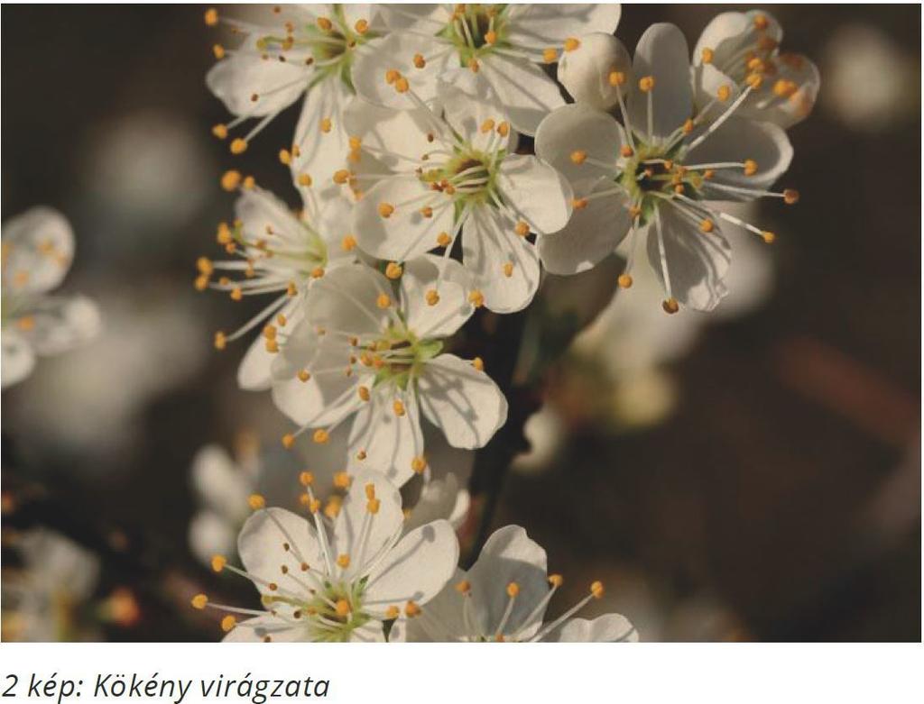 Kökény A kökény (Prunus spinosa) egyike a leggyakoribb cserjéinknek. Növényrendszertani besorolását tekintve a rózsafélék családjába, a szilvafélék alcsaládjába tartozik.